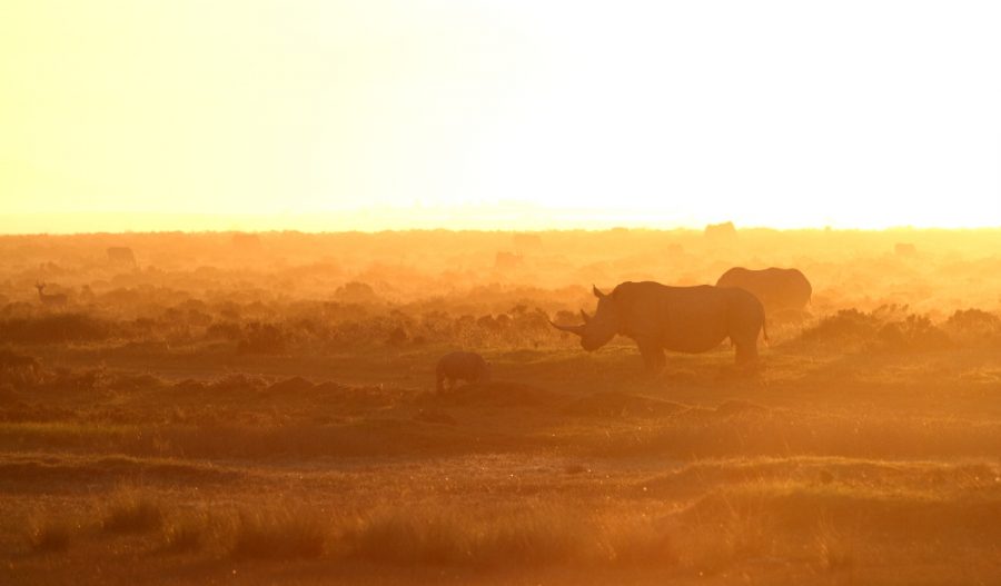 South Africa 13