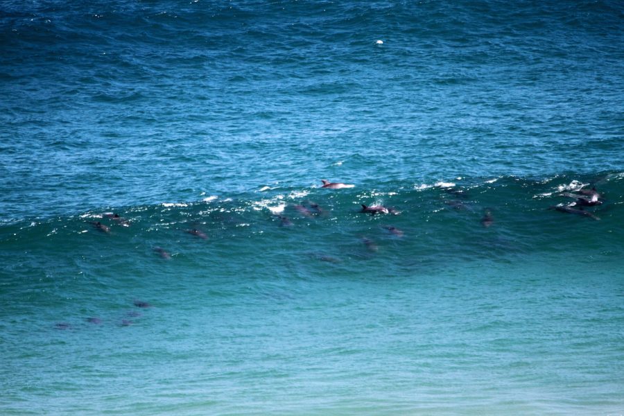 South Africa 7