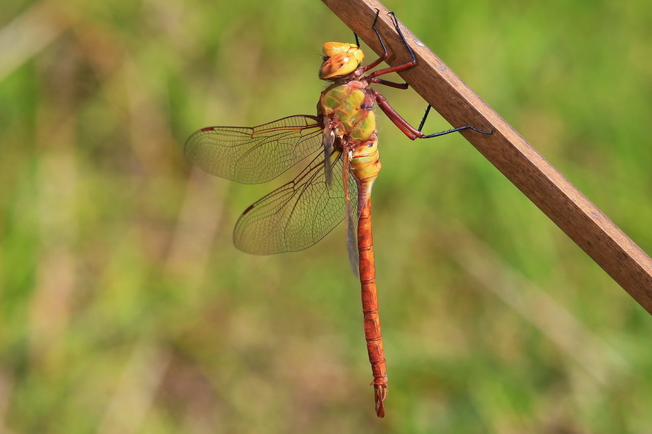dragonfly