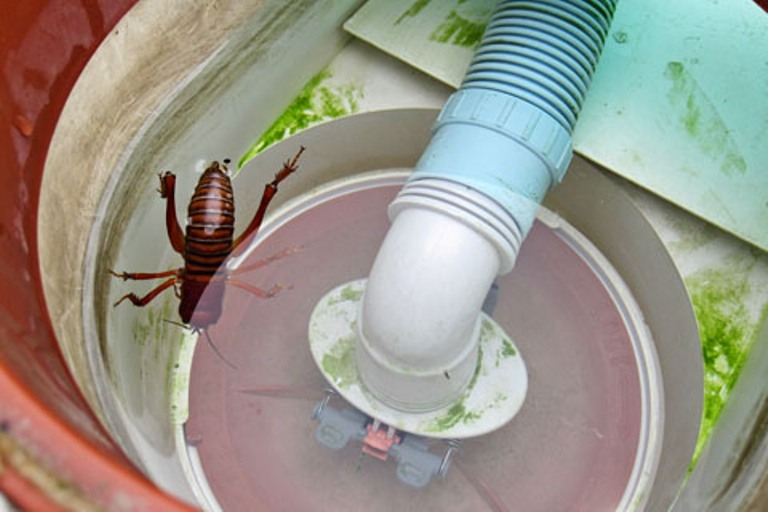 Parktown Prawns