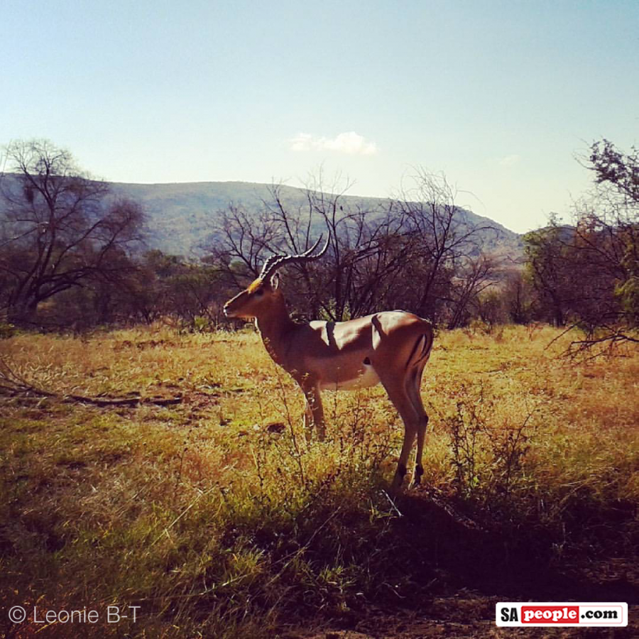 pilanesberg-impala-buck