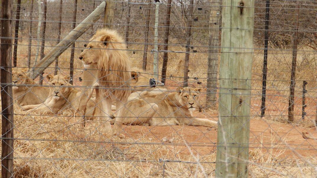 lion1
