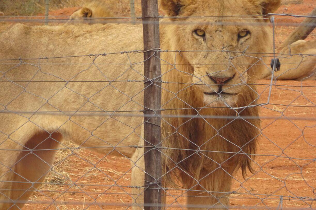 lion2