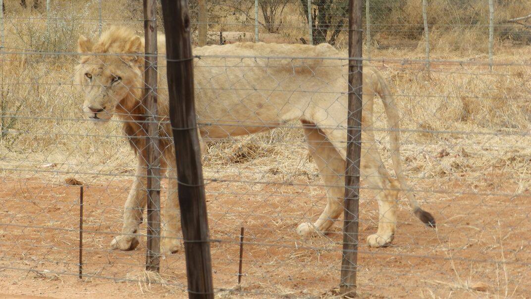 lion3