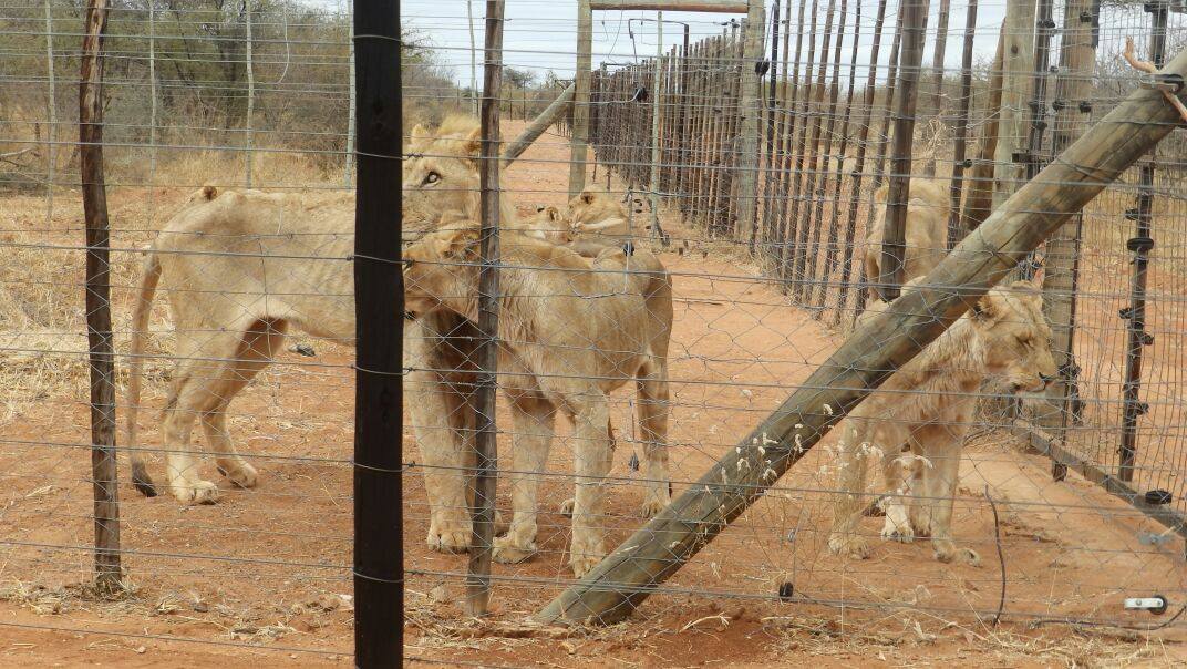lion4