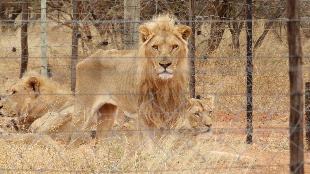 lionmain