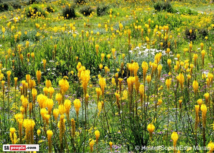 Fabulous Fields of Wild Flowers Flourish in South Africa SAPeople