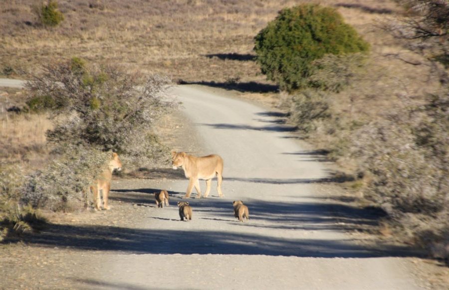 First Free Roaming Lion Cubs Born in Mountain Zebra Park in Over a Century - SAPeople - Worldwide South African News First Free Roaming Lion Cubs Born in Mountain Zebra Park in Over a Century - SAPeople - Worldwide South African News