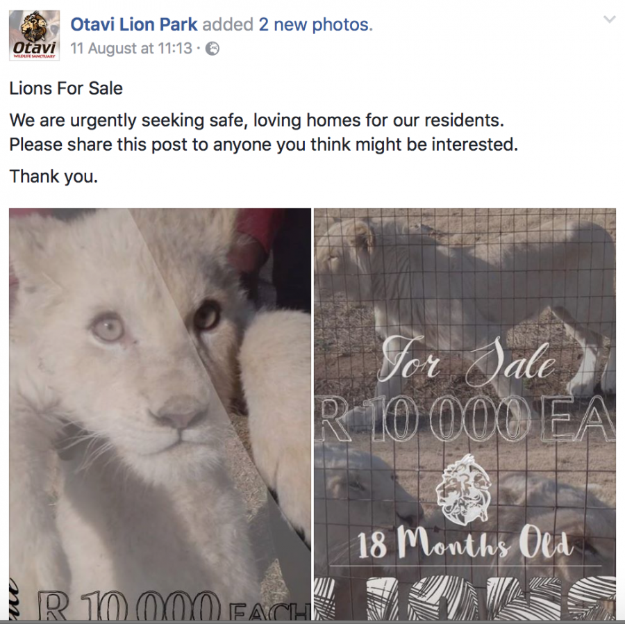 Lions for sale
