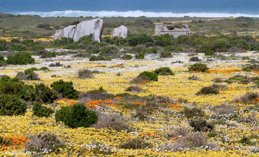 West Coast Flowers3