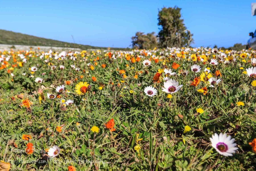 Wild Flowers 1