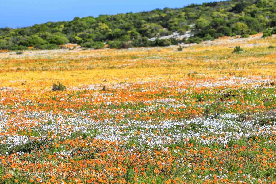 Wild Flowers 3