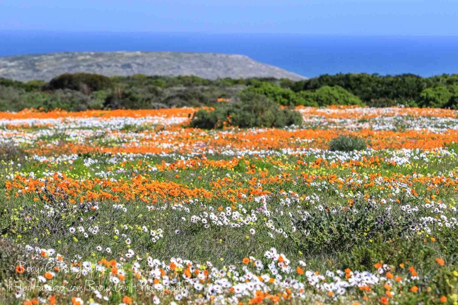 Wild Flowers 4