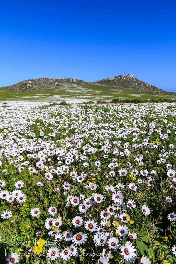 Wild Flowers 5