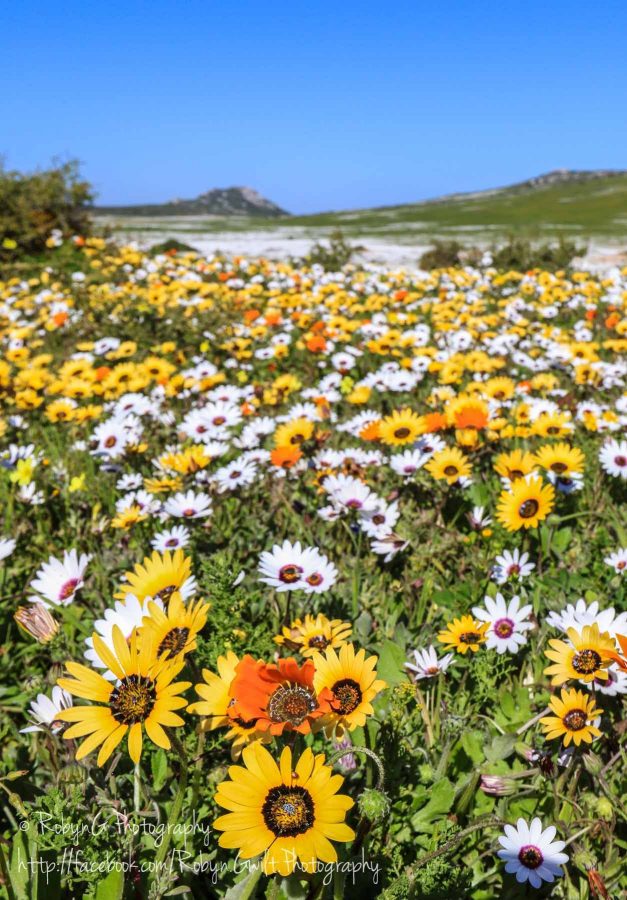 Wild Flowers 6