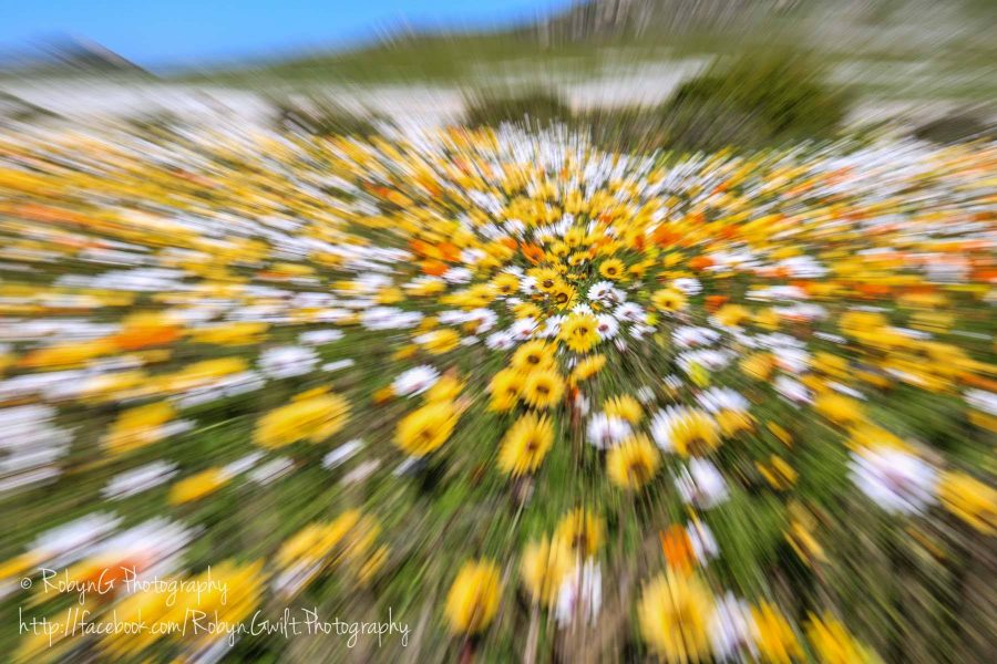 Wild Flowers 7