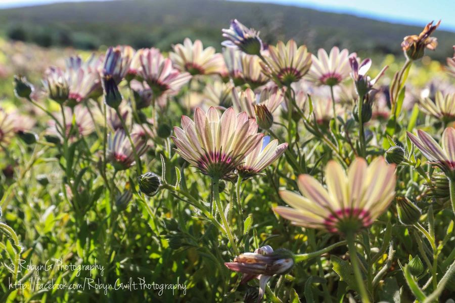 Wild Flowers 8