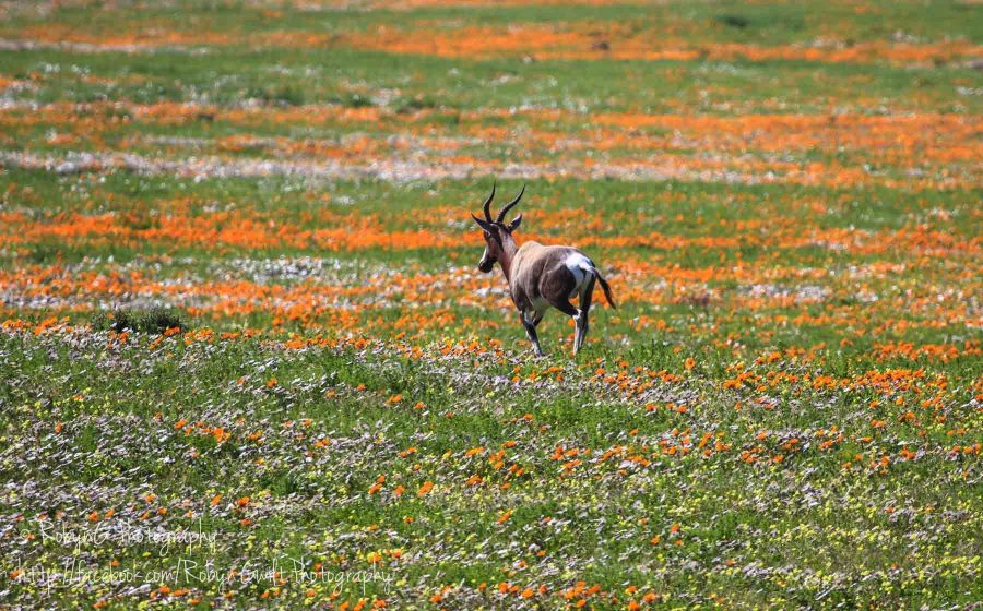 Wild Flowers animal