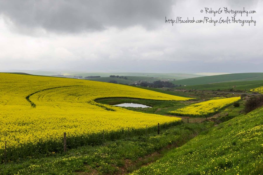 canola-field