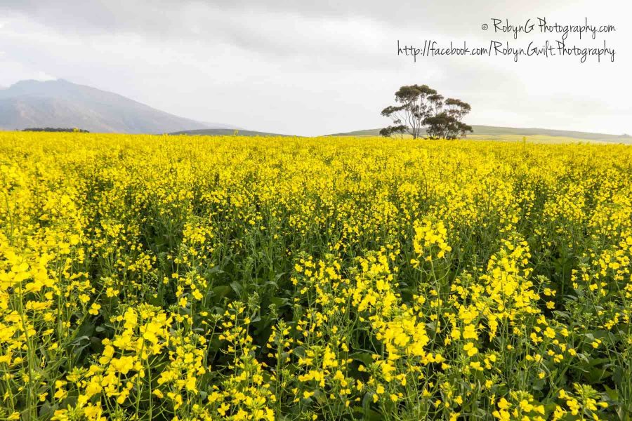canola-field2