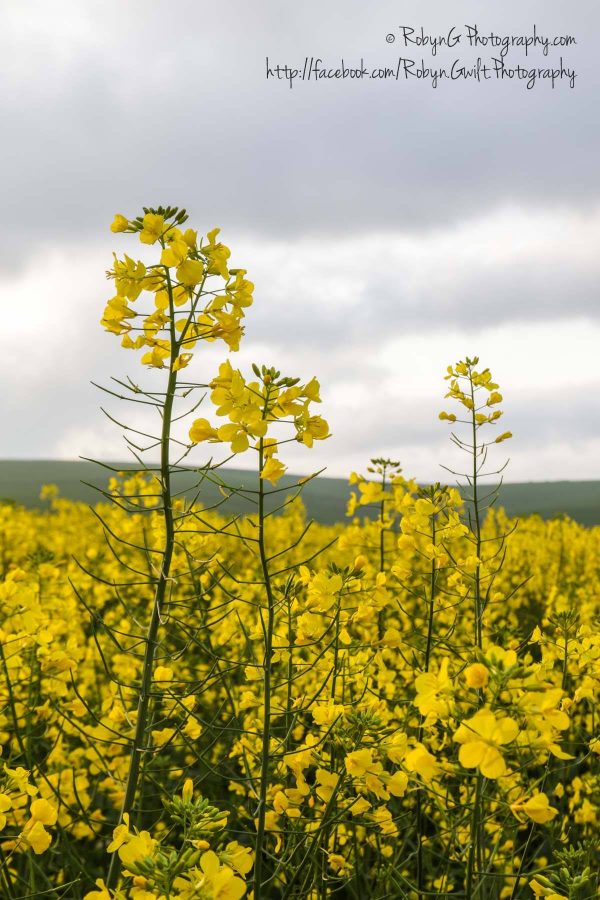 canola-field3