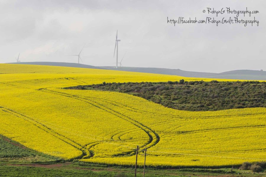 canola-field4