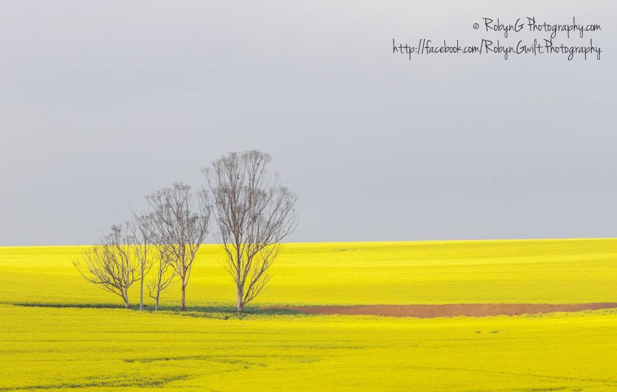 canola-field5