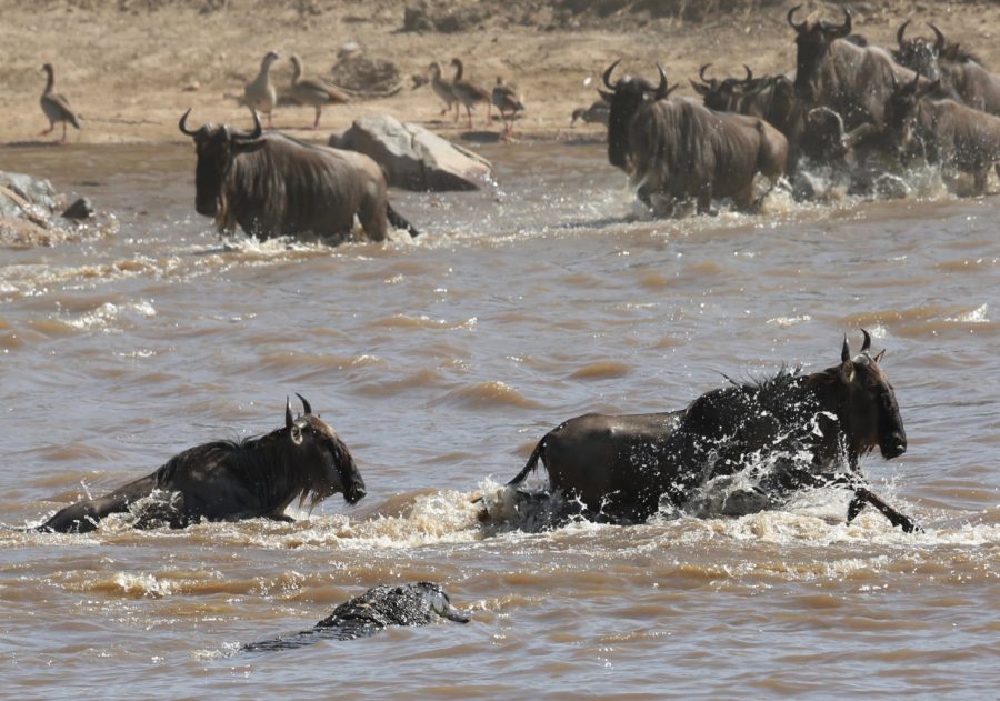crocodile-and-wildebeest