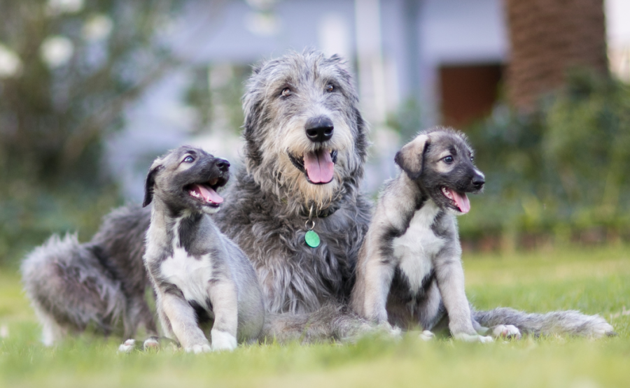 The pups at six-weeks-old. Source: Wiley Online Library