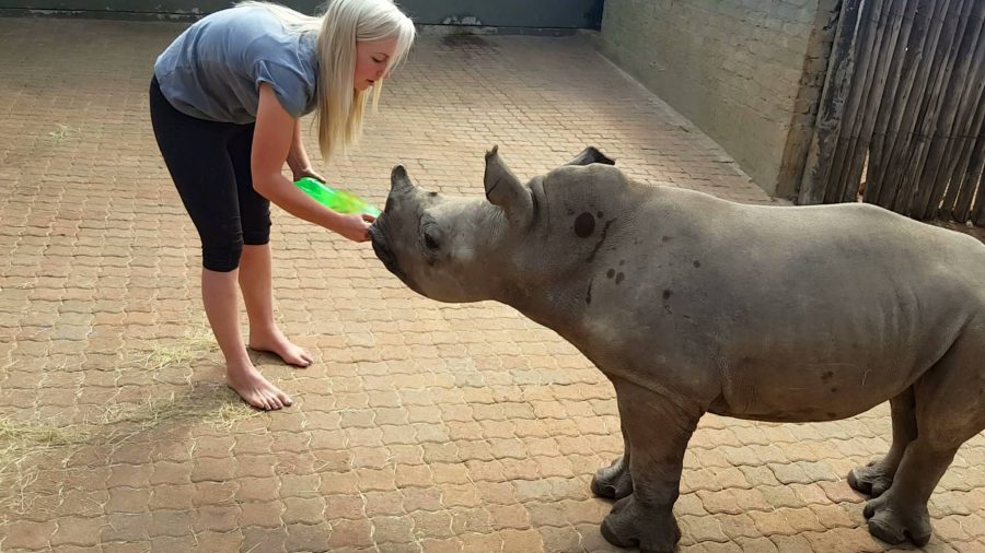 baby-rhino-orphan