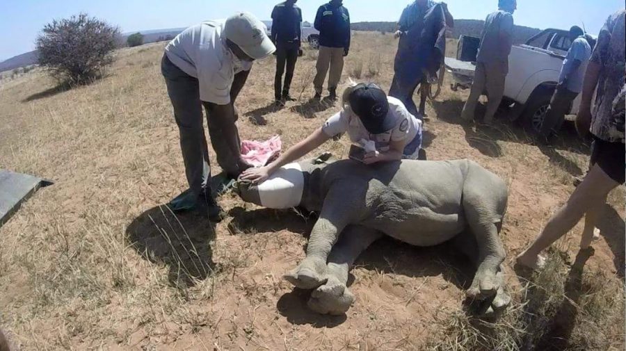 baby-rhino-orphan2
