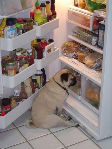 dog-in-front-of-fridge