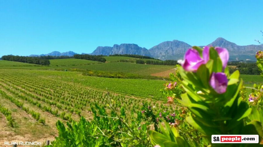 vineyard-somerset-west