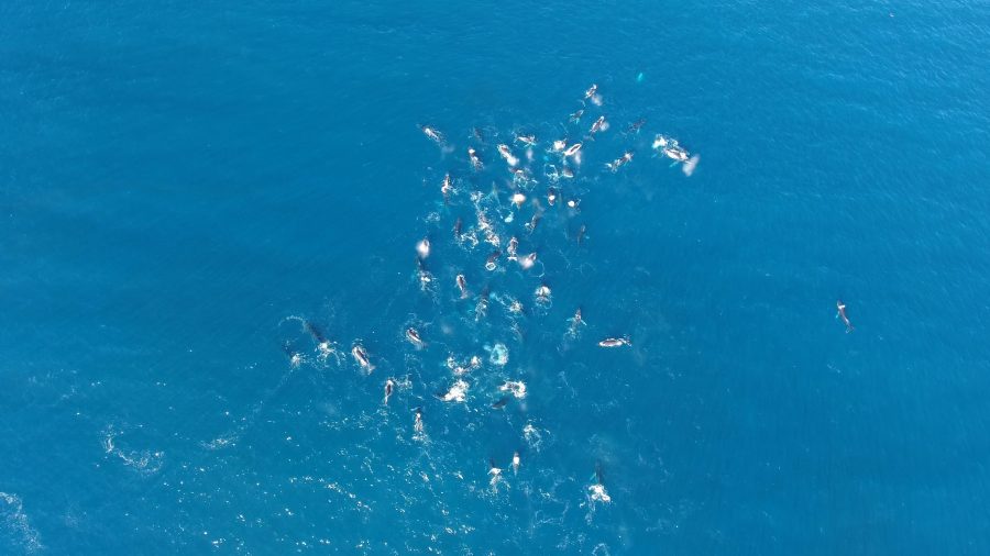 Pod of whales, Cape Town, South Africa. Frame grab picture provided by Kieran Donnelly. 