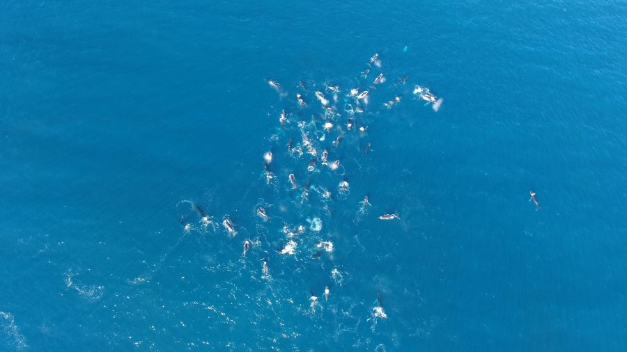 Pod of whales, Cape Town, South Africa. Frame grab picture provided by Kieran Donnelly.