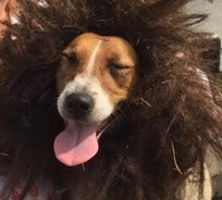 jack-russell-brand