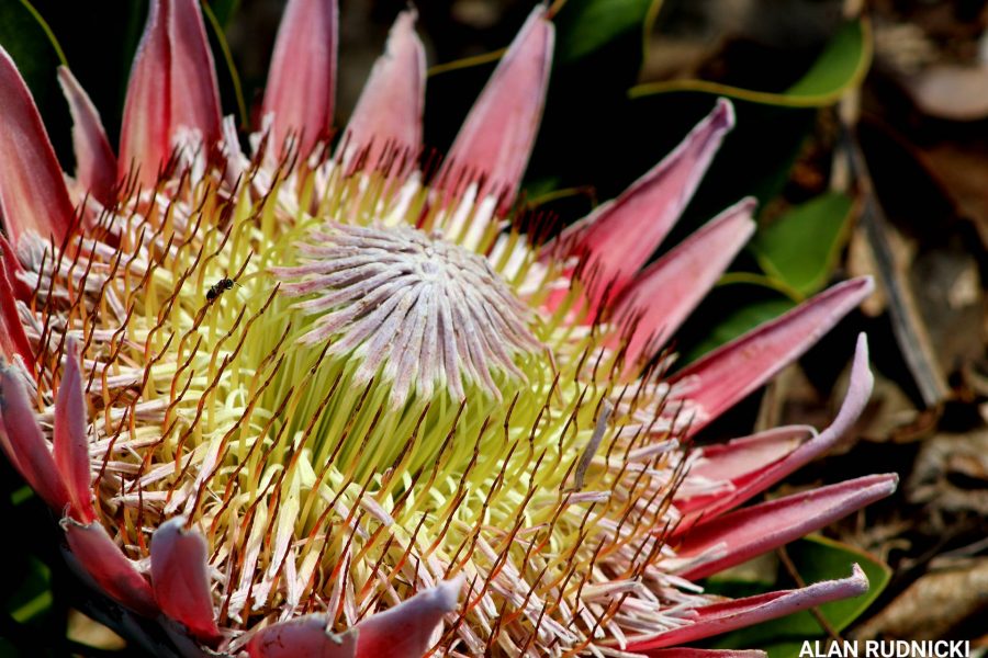 Breathtakingly Beautiful Protea Flowers in Kirstenbosch Gardens PHOTOS
