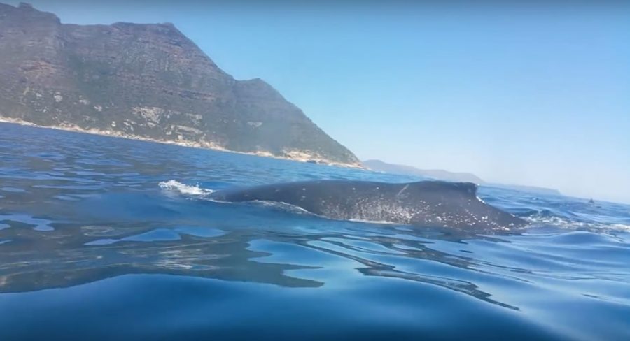 up-close-with-whale-in-sea