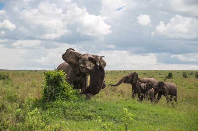 buffalo-and-elephant3