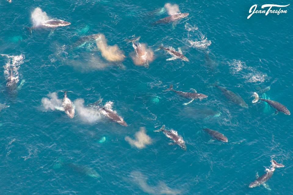 whales-cape-town