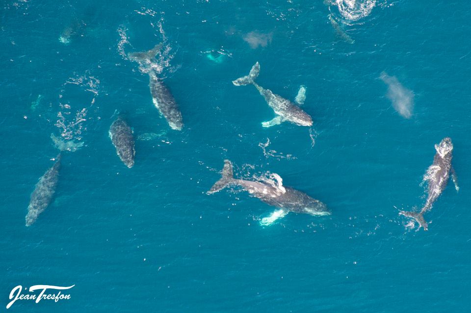 whales-cape-town