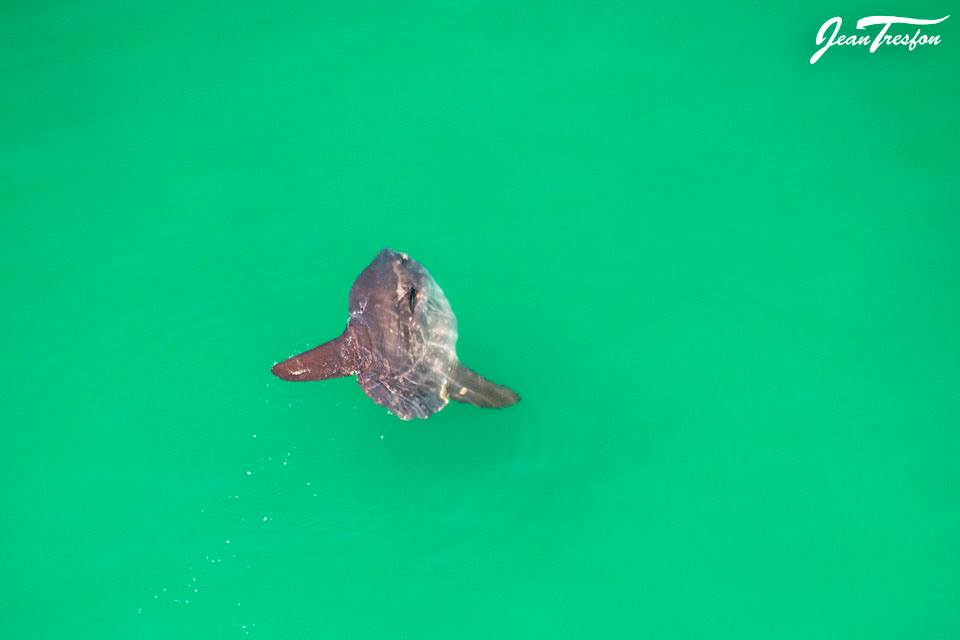 whales-cape-town