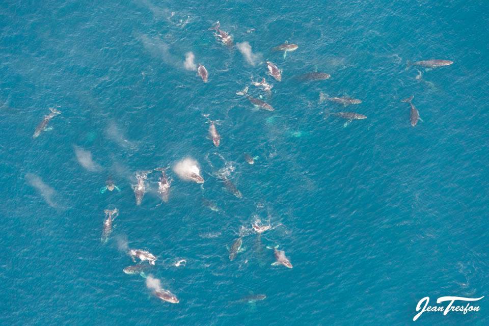 whales-cape-town