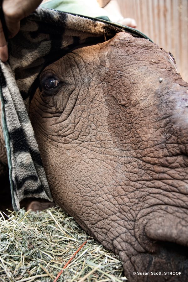 Hope's Patience - The world famous poaching survivor Hope waits while her face is bandaged up. This was taken during one of her last prodedures. She died last month. © Susan Scott