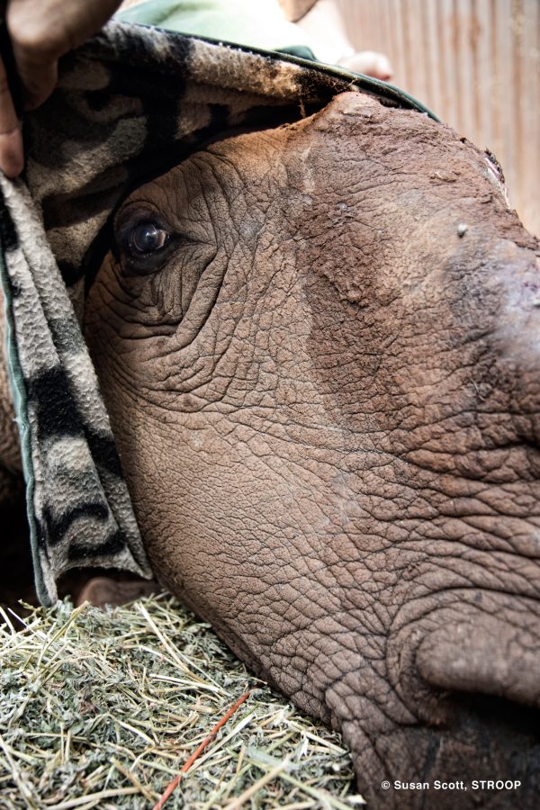 Hope's Patience - The world famous poaching survivor Hope waits while her face is bandaged up. This was taken during one of her last prodedures. She died last month. © Susan Scott Hope's Patience - The world famous poaching survivor Hope waits while her face is bandaged up. This was taken during one of her last prodedures. She died last month. © Susan Scott