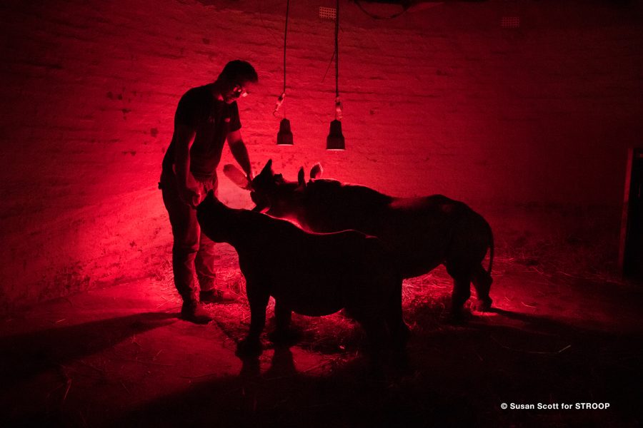 KT-Axel-NightFeed -- Orphan rehabilitator Axel Tarifa doing a night feed for Nandi and Storm. © Susan Scott KT-Axel-NightFeed -- Orphan rehabilitator Axel Tarifa doing a night feed for Nandi and Storm. © Susan Scott