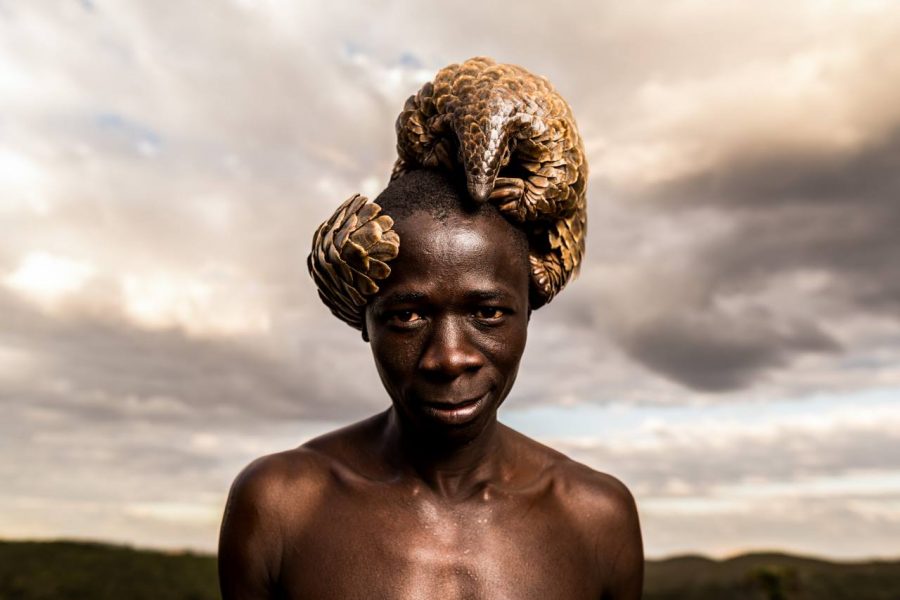 Painted Platter Features Most Trafficked Animal in the World: The Pangolin - SAPeople - Worldwide South African News Painted Platter Features Most Trafficked Animal in the World: The Pangolin - SAPeople - Worldwide South African News