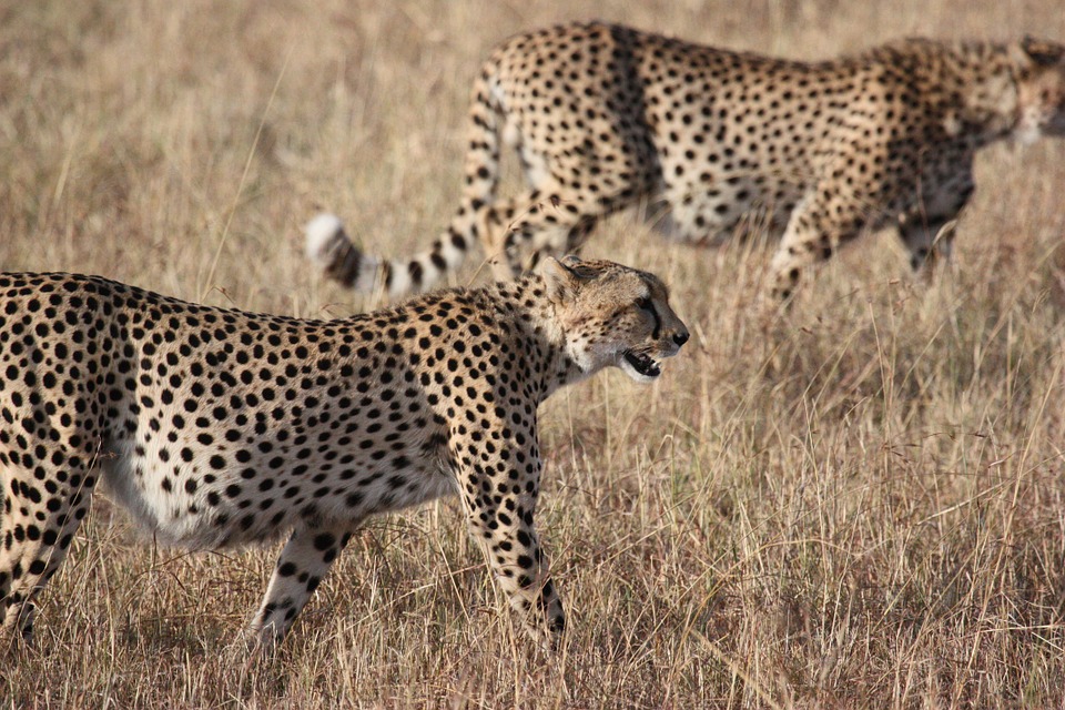 cheetahs