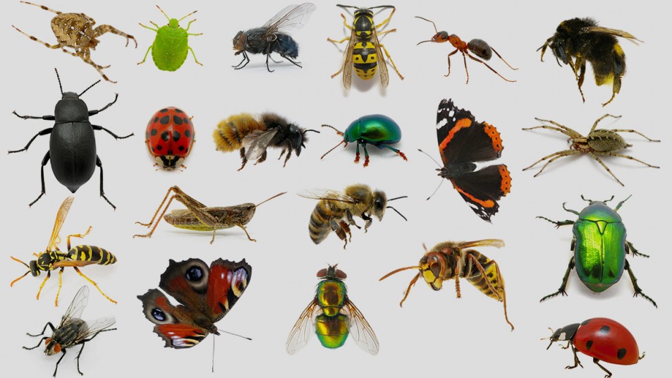 insects