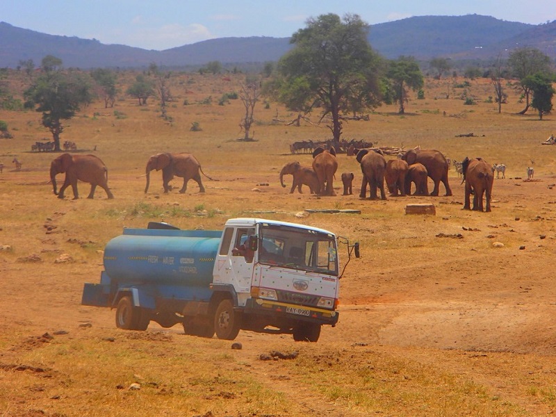 kenya wild life